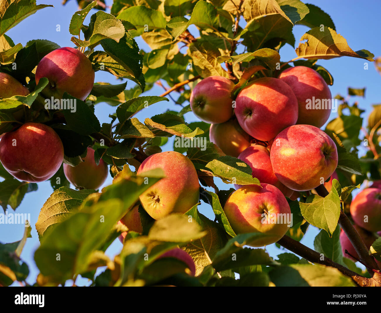 Organic apples hanging from a tree branch in an apple orchard. Eco Food ...
