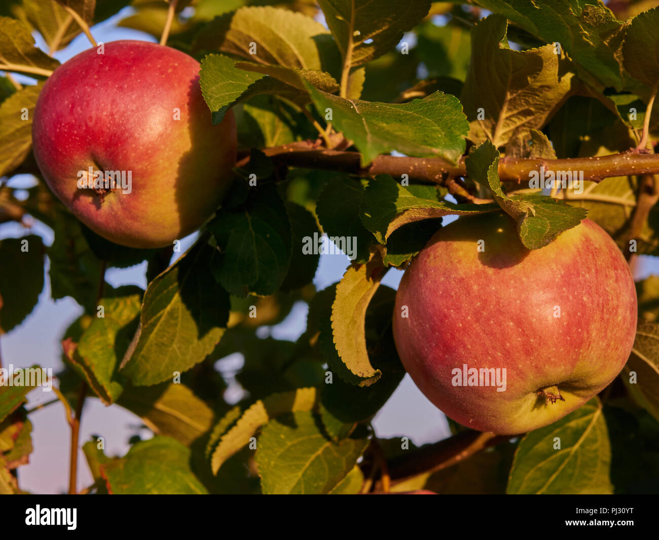 Organic apples hanging from a tree branch in an apple orchard. Eco Food ...