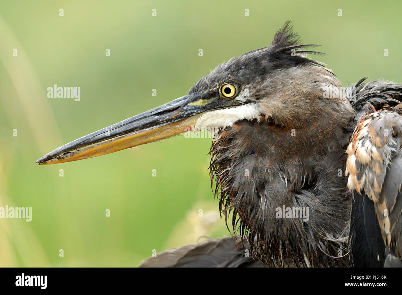 Close up of a great blue heron who looks a little roughed up near Hauser, Idaho. Stock Photo