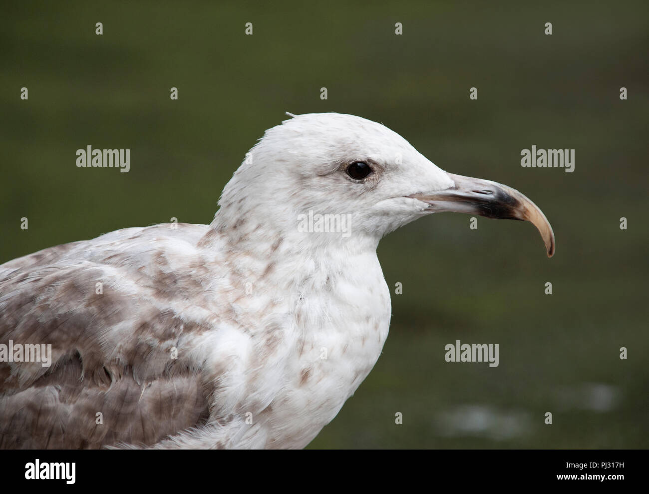 European Herring Gull, Larus argentatus, with abnormal upper mandible growth, Whitby, United Kingdom Stock Photo