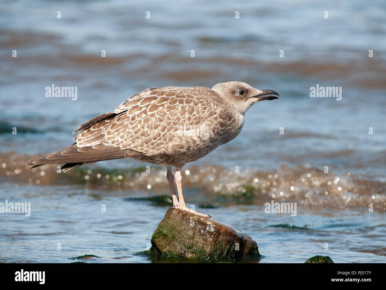 Herring gull young parent hires stock photography and images Alamy