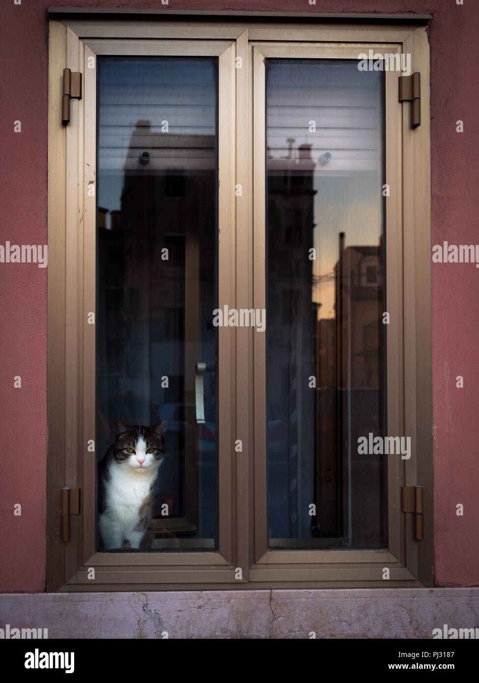 Cute gray and white cat leaning on glass and looking out window. Stock Photo