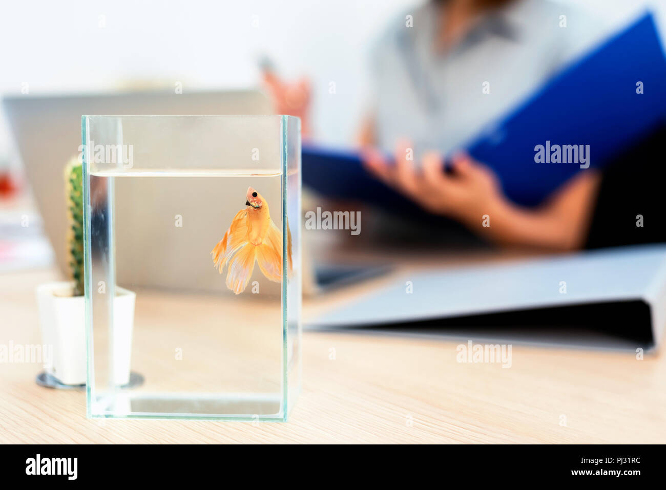 Fighting fish in a bowl. Small pet for relaxing when work in office