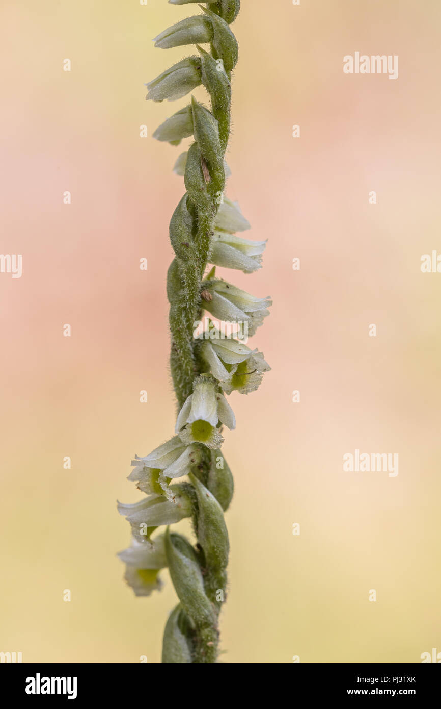 Orchid (Spiranthes spiralis) also known as autumn lady's-tresses with bright colored background Stock Photo