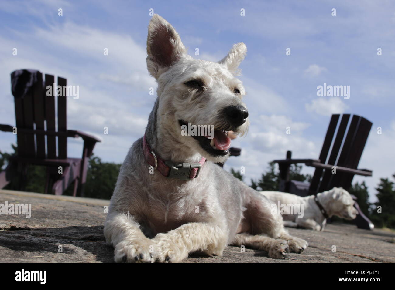 Are Yorkie Poos Yappy