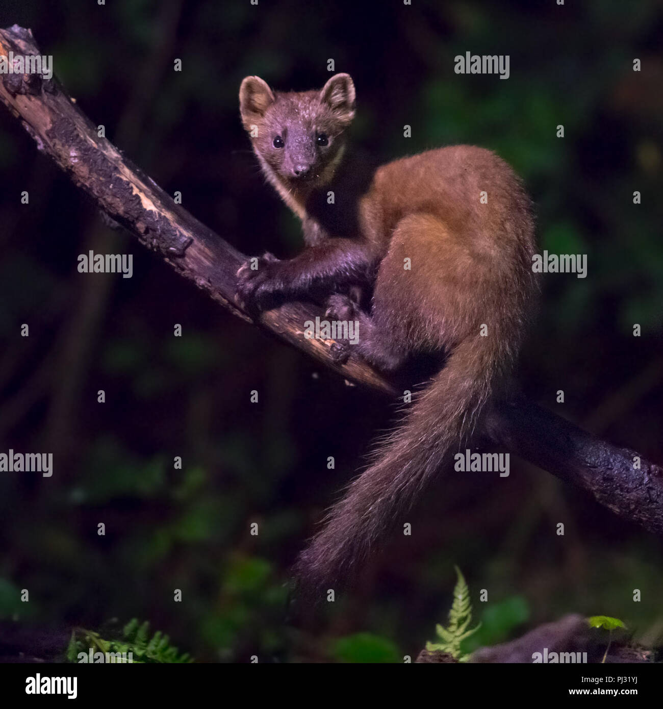 My Image 30