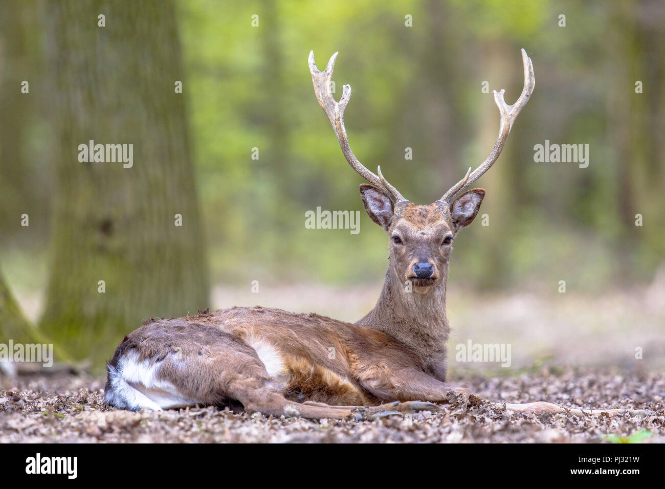 Male fallow deer (Dama dama) with antlers resting with autumnal forest in background Stock Photo
