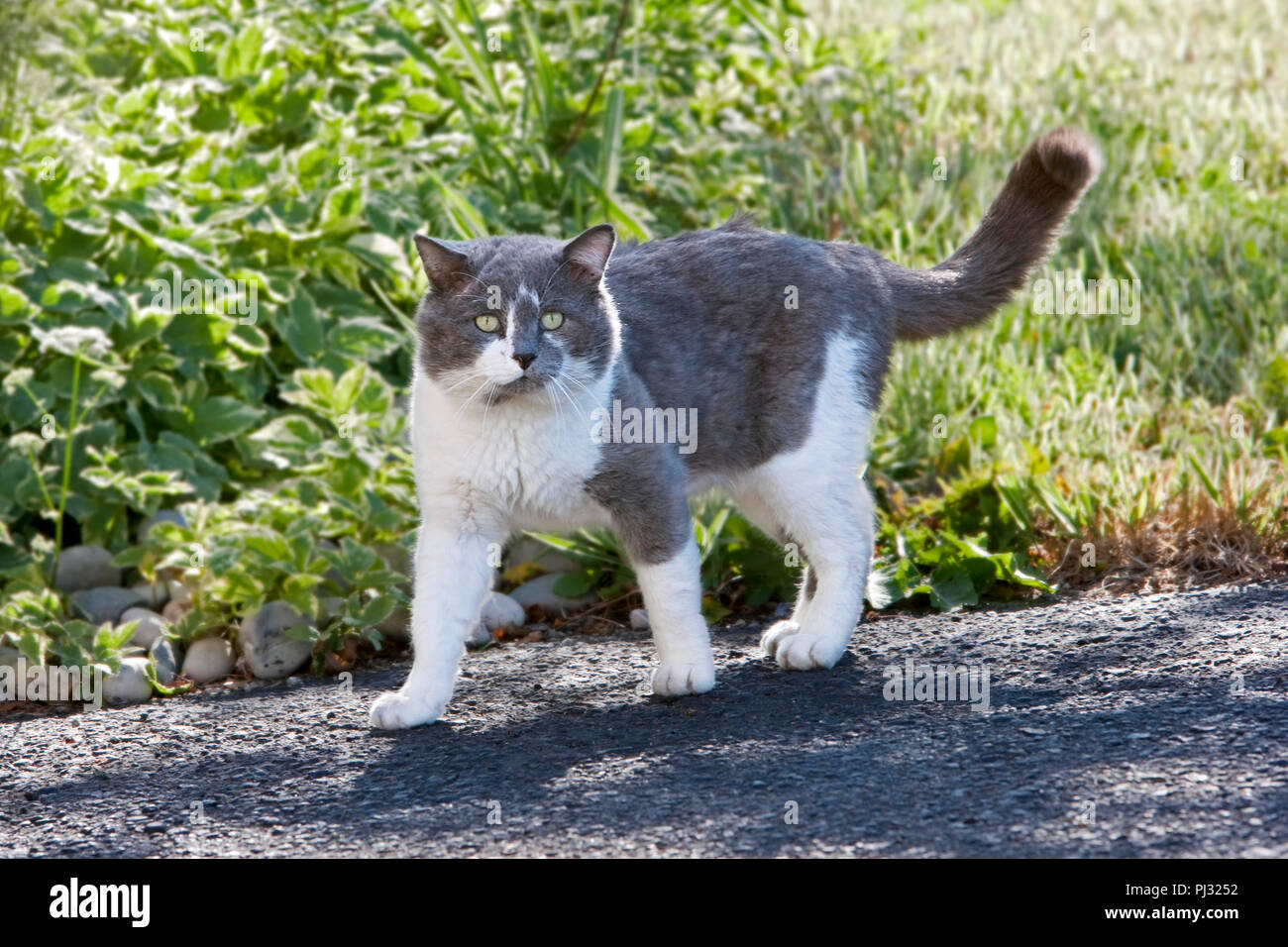 annoyed male cat after cat fight Stock Photo