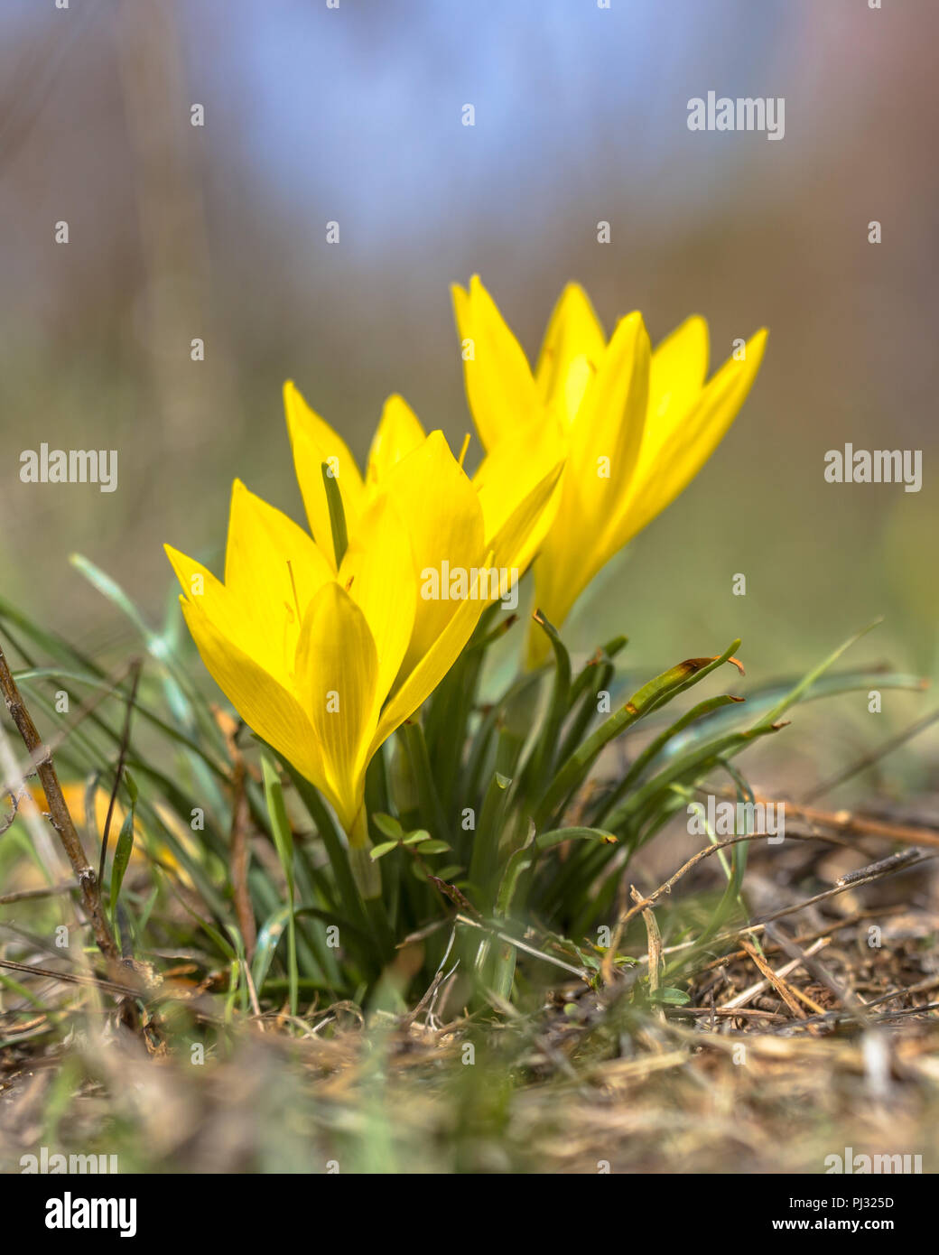 Yellow autumn crocus or winter daffodil (Sternbergia lutea) blooming in atural vegetation of Penepollesos Stock Photo