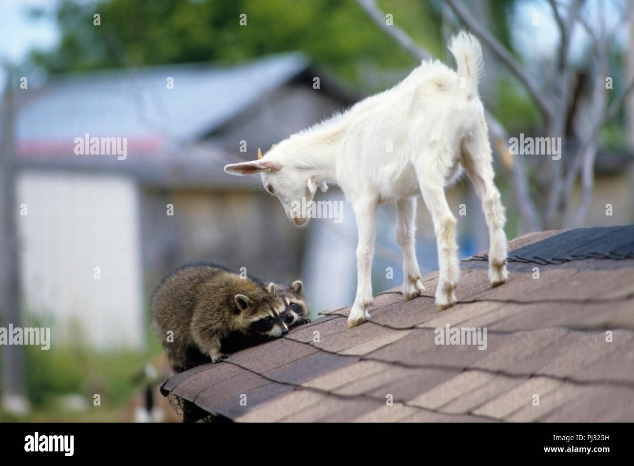 goat confronts frightened raccoons, North America, Canada, Ontario Stock Photo