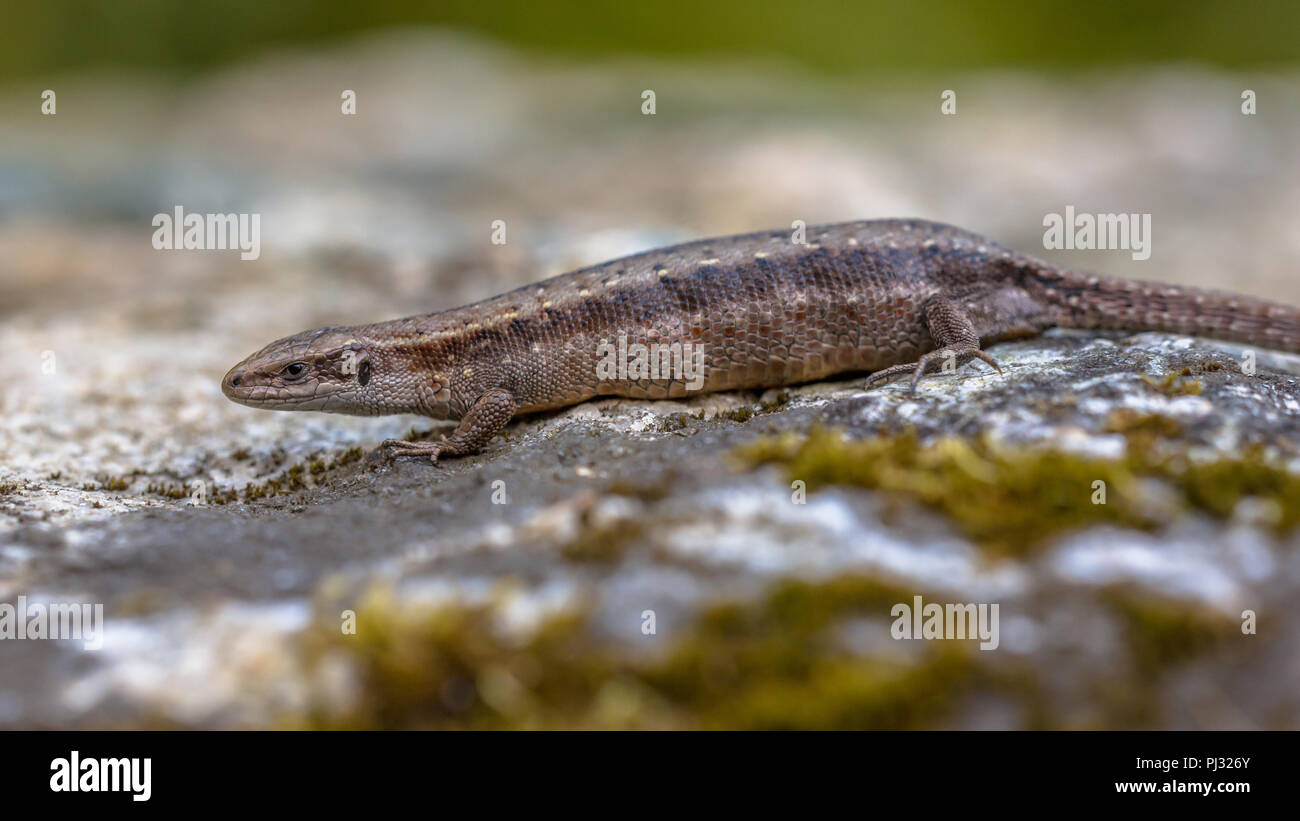 Pregnant or gravid female of Viviparous lizard or common lizard (Zootoca vivipara) resting on a stone Stock Photo