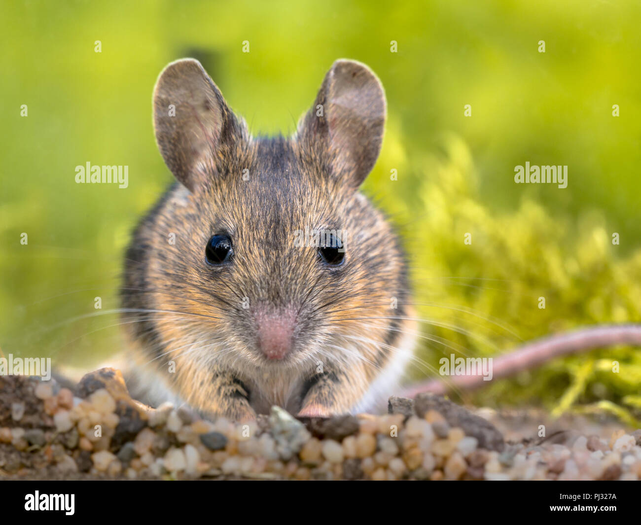 Frontal view close up portrait of Cute Wood mouse (Apodemus sylvaticus