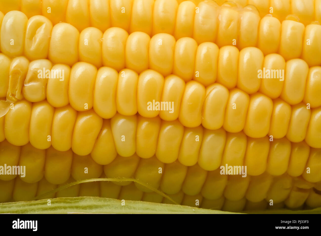 Raw corn stalks Stock Photo Alamy