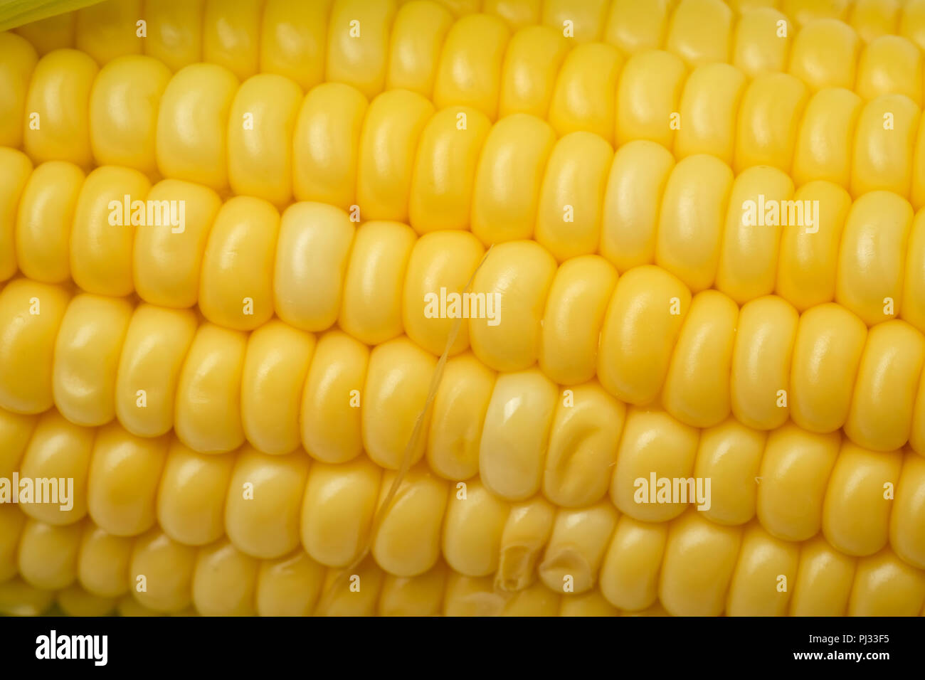 Raw corn stalks Stock Photo Alamy