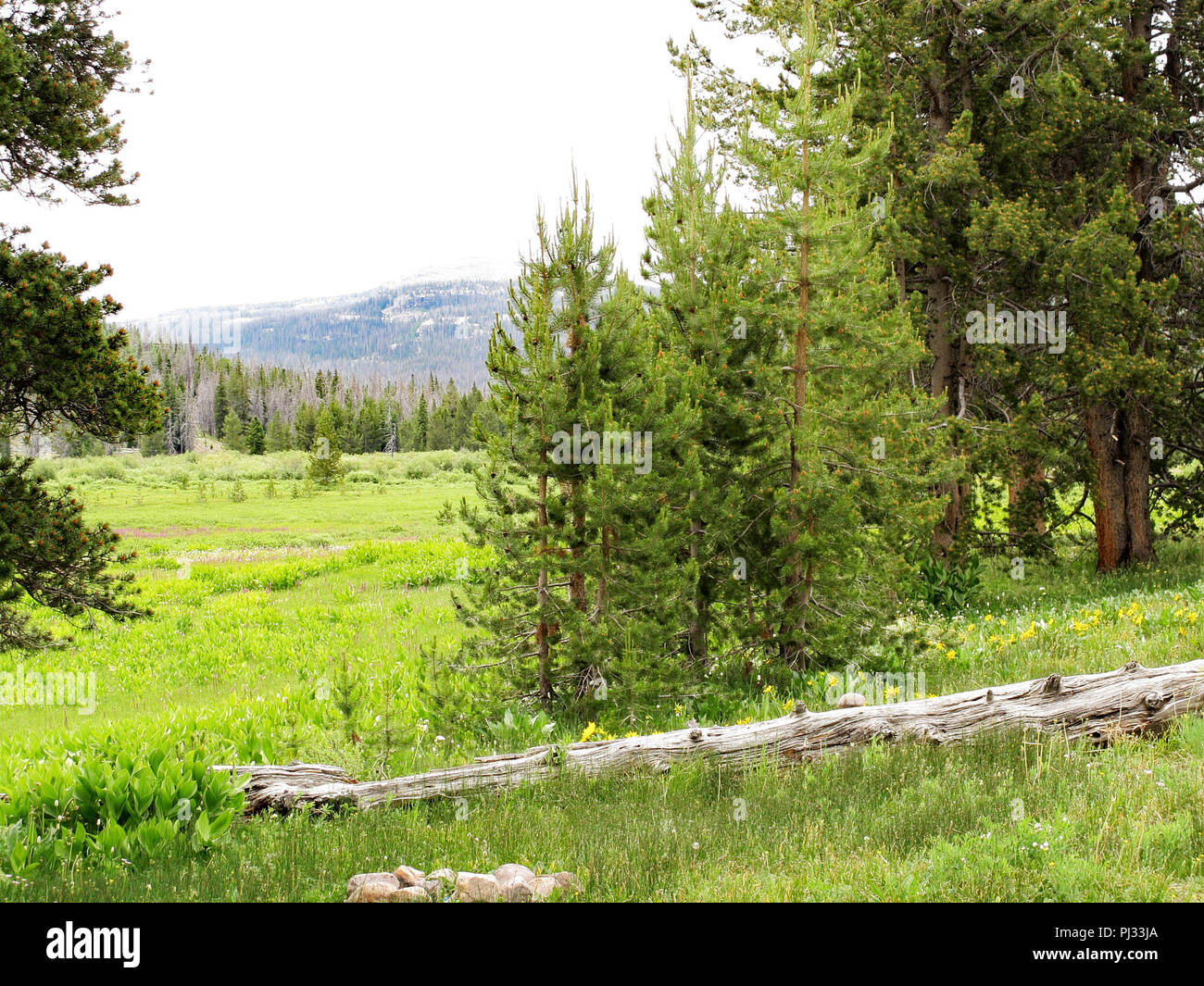 Healthy Pine Trees Stock Photo Alamy