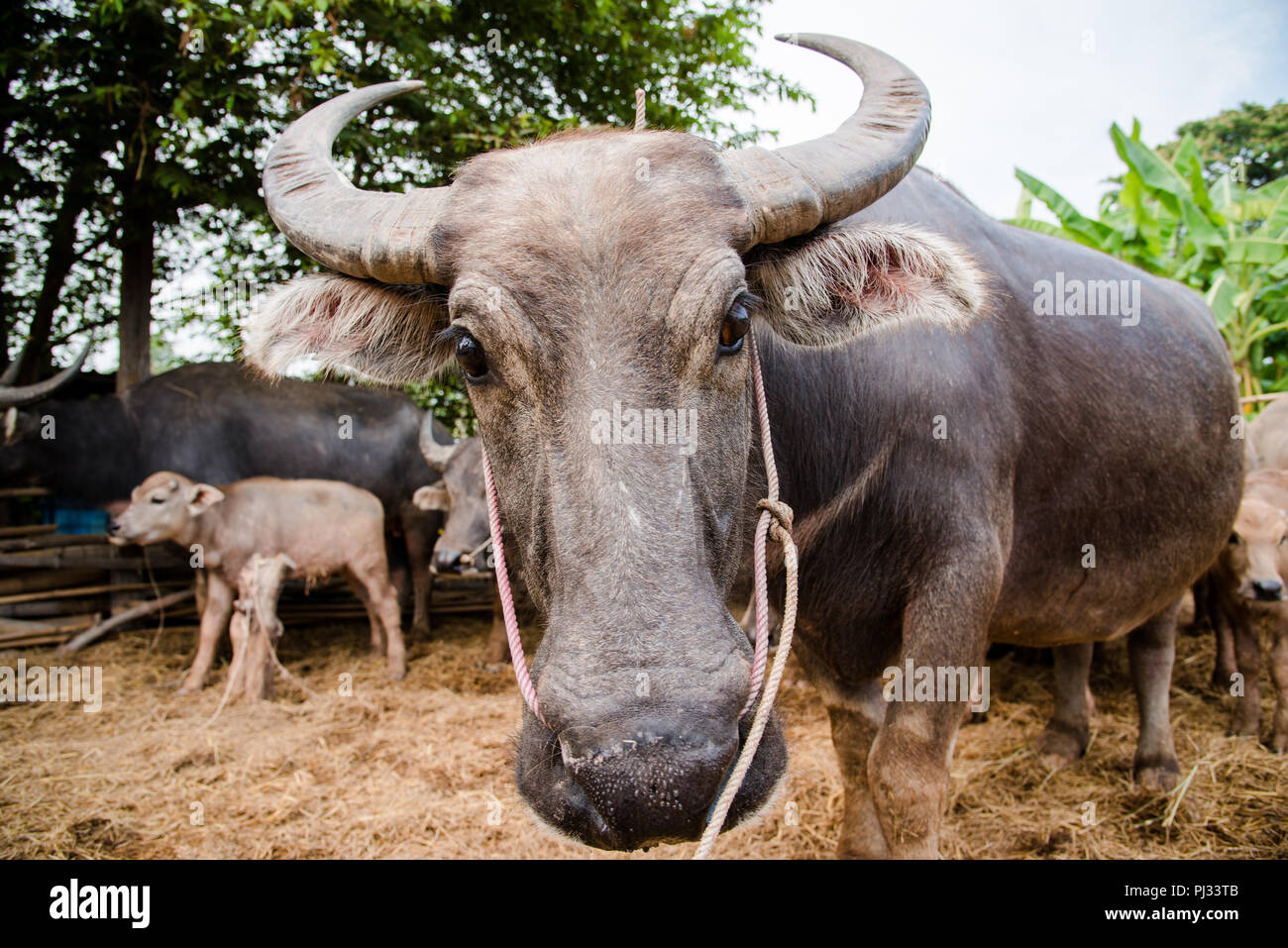 Farmer water buffalo carabao hi-res stock photography and images - Alamy