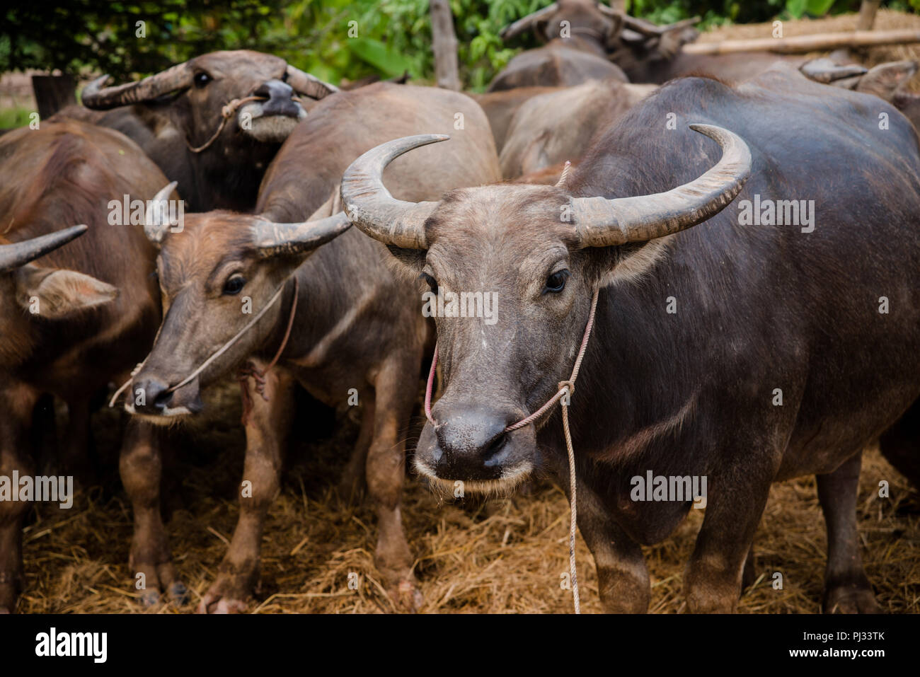 thailand buffalo in my farm Stock Photo Alamy