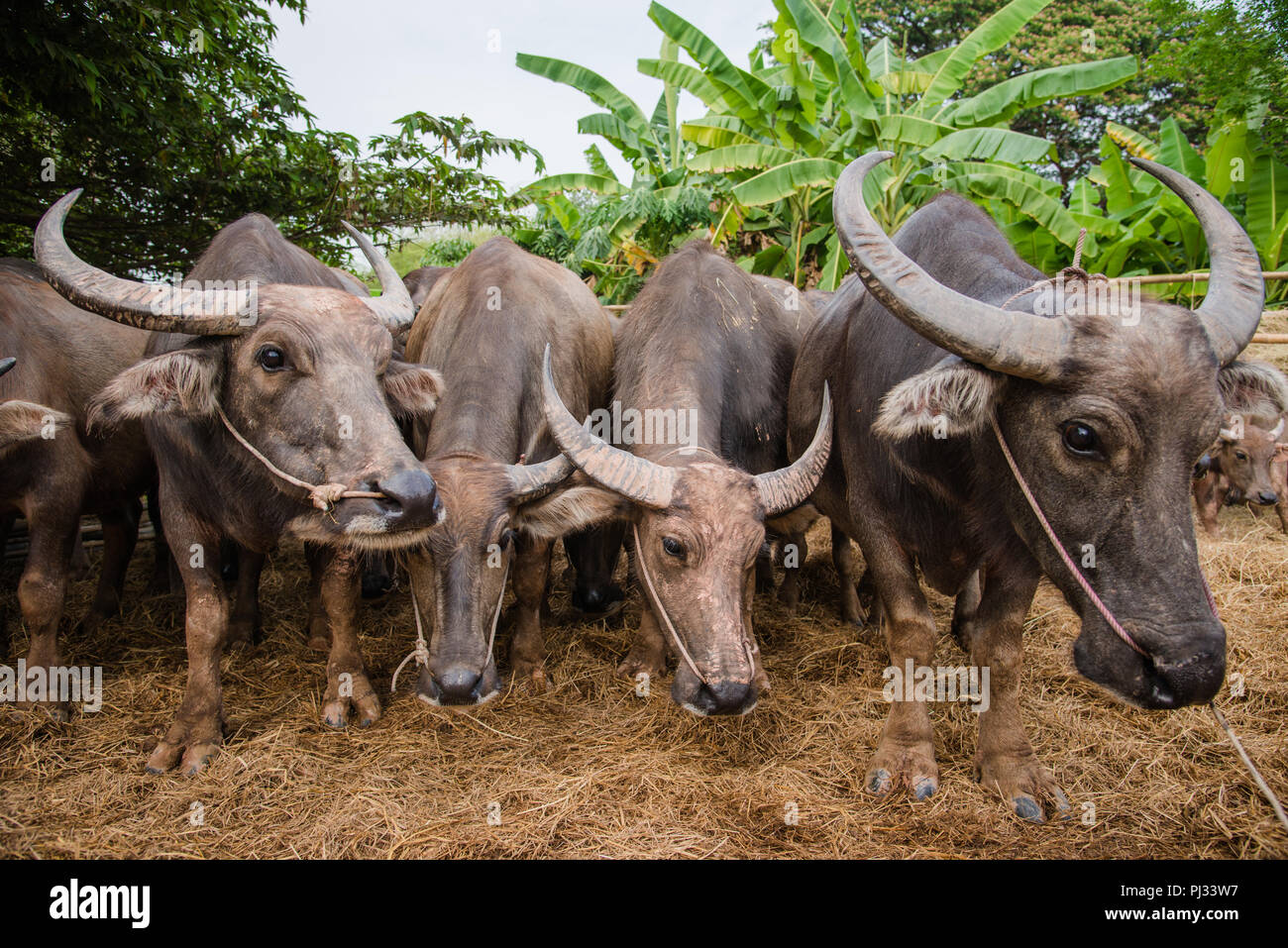 thailand buffalo group Stock Photo