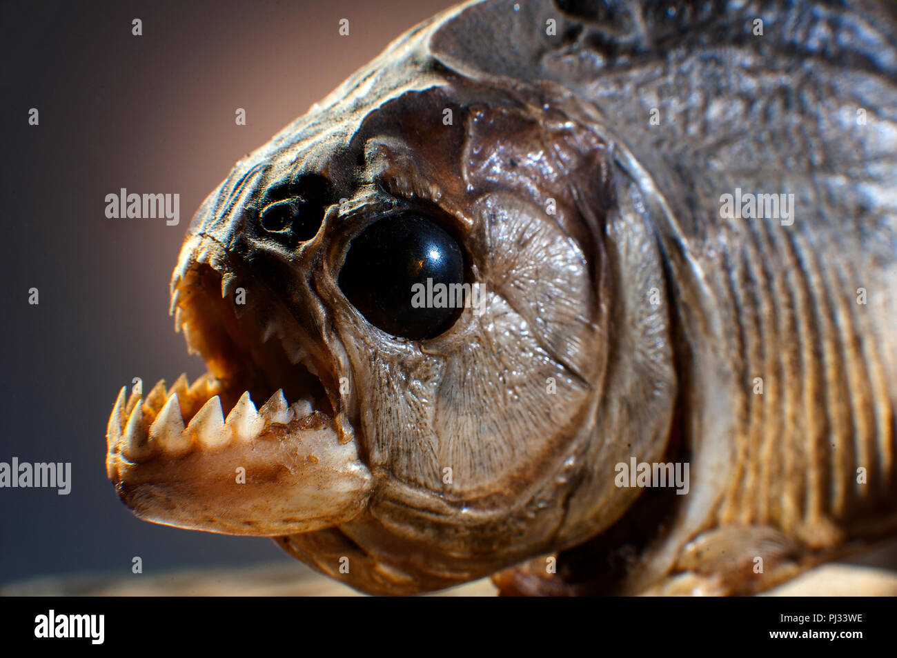 Close Up Showing The Serrated Sharp Tooths Of A Carnivorous Piranha Fish Found In Many Rivers In Brazil Including The Amazon River Brazil Stock Photo Alamy Close Up Showing The Serrated Sharp Tooths Of A Carnivorous Piranha Fish Found In Many Rivers In Brazil Including The Amazon River Brazil Stock Photo Alamy