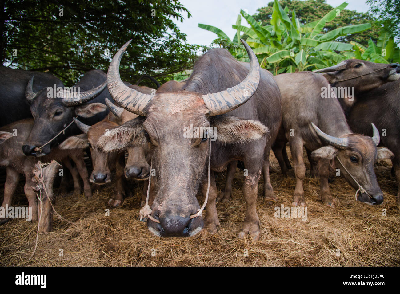 thailand buffalo in my farm Stock Photo