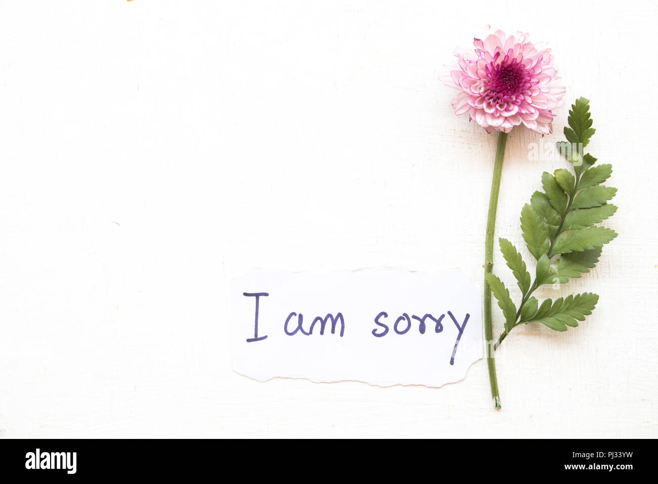 i am sorry message card handwriting with pink flower on background white Stock Photo