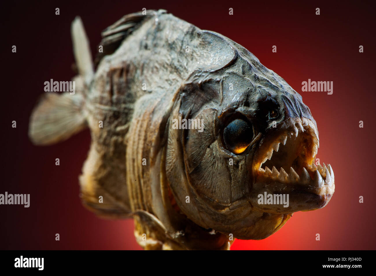 Close Up Showing The Serrated Sharp Tooths Of A Carnivorous Piranha Fish Found In Many Rivers In Brazil Including The Amazon River Brazil Stock Photo Alamy