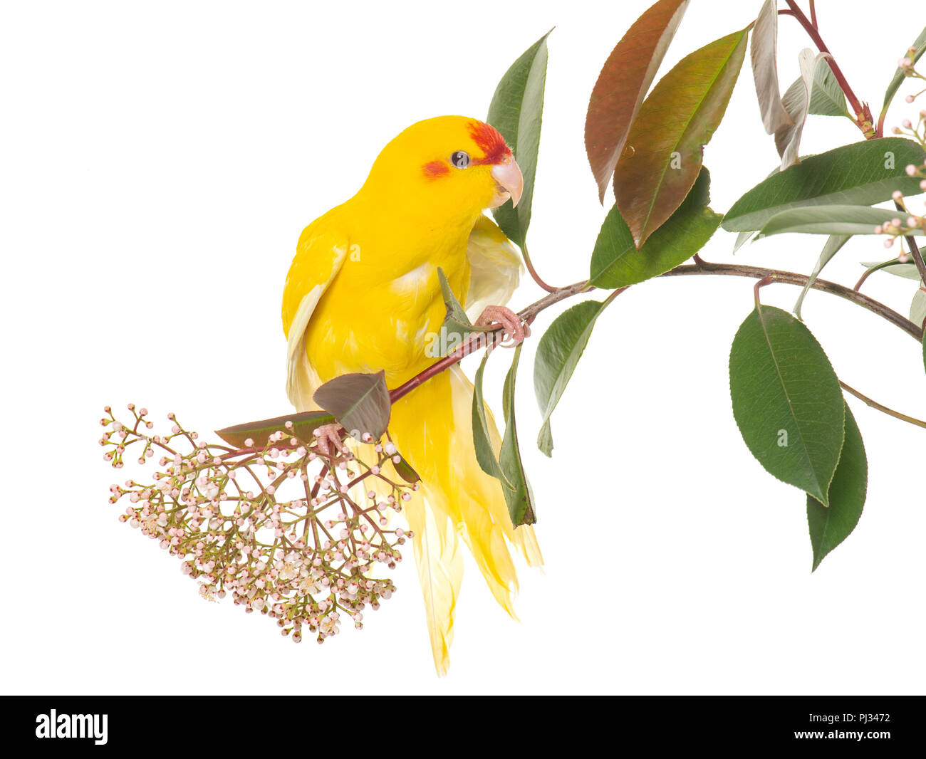Kakariki bird hires stock photography and images Alamy