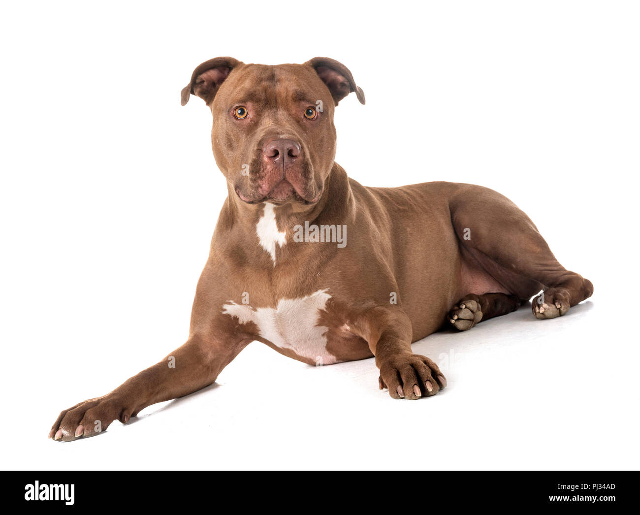pitbull red nose in front of white background Stock Photo - Alamy