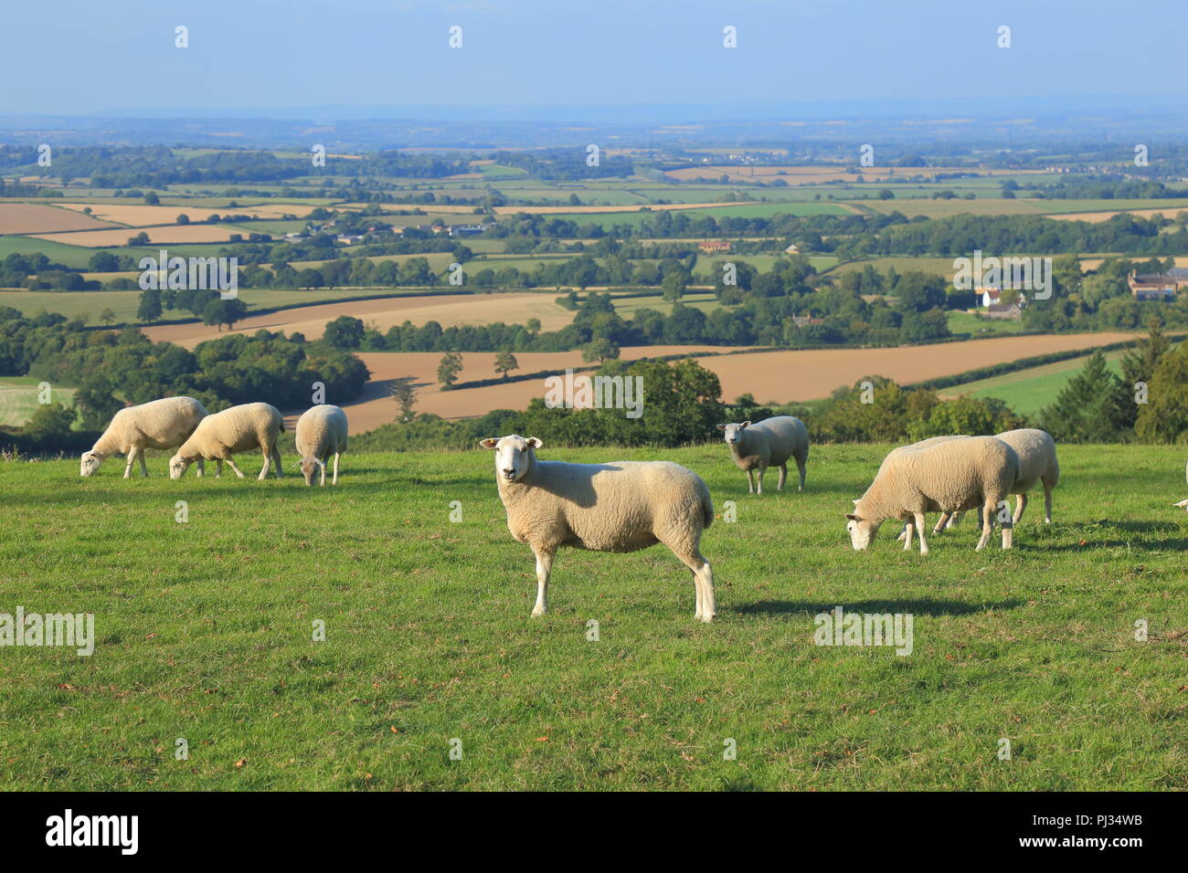 Flock of sheep graze on the farmland in Somerset Stock Photo