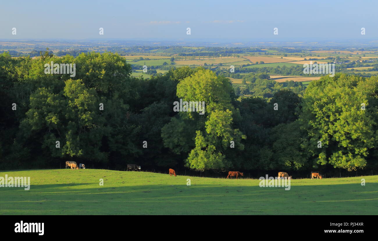 Herd of cows graze on the farmland in Somerset Stock Photo