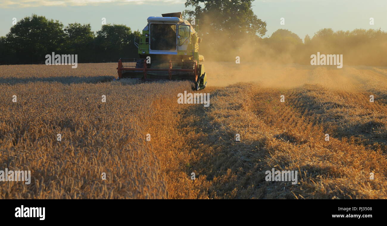 Combine harvesting wheat on the farmland field in Somerset Stock Photo