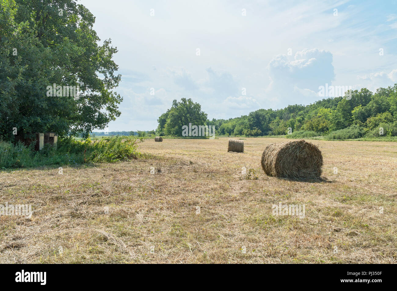 Hay rolls on the edge of forest Stock Photo - Alamy