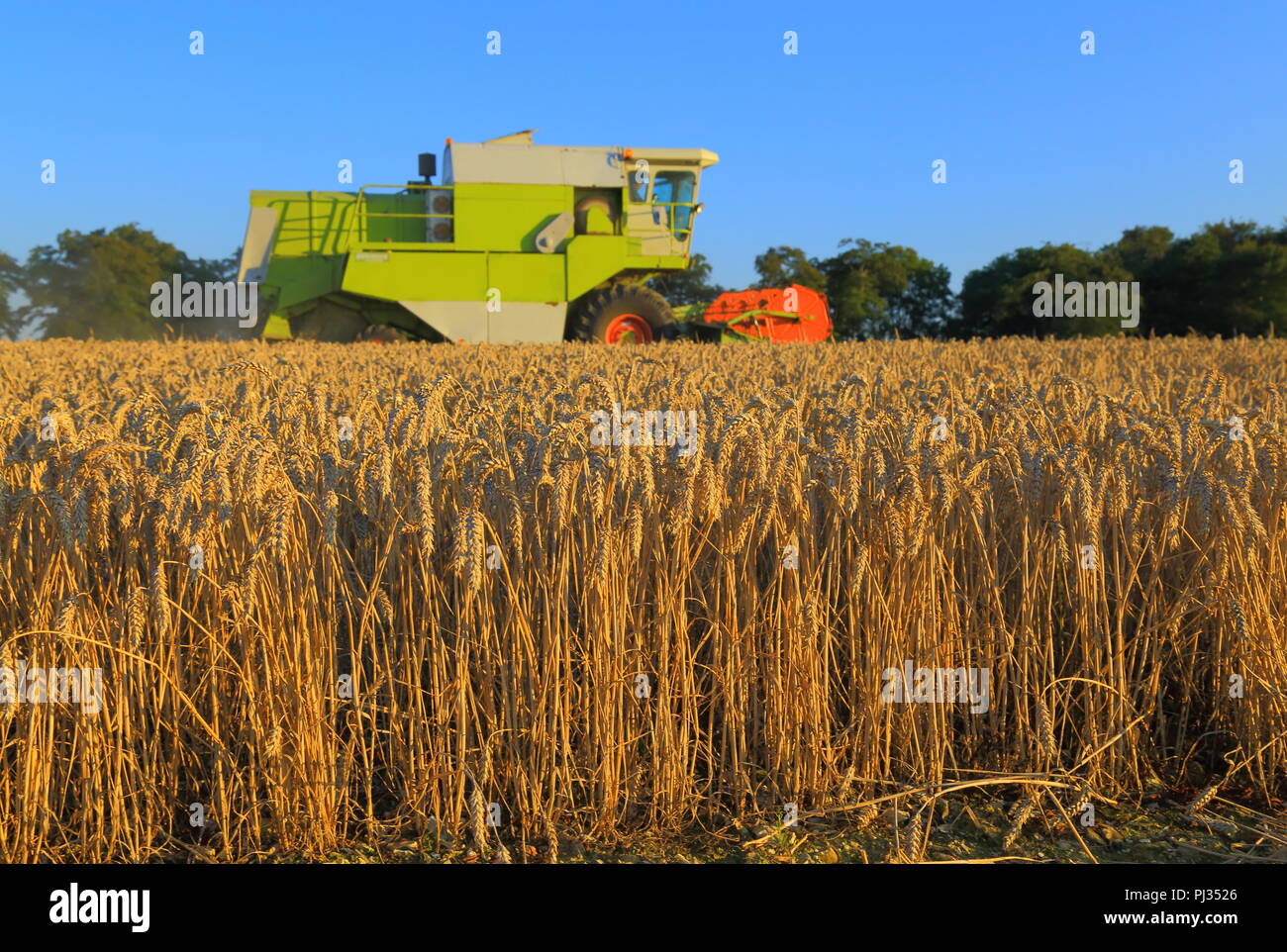 Combine harvesting wheat on the farmland field in Somerset Stock Photo