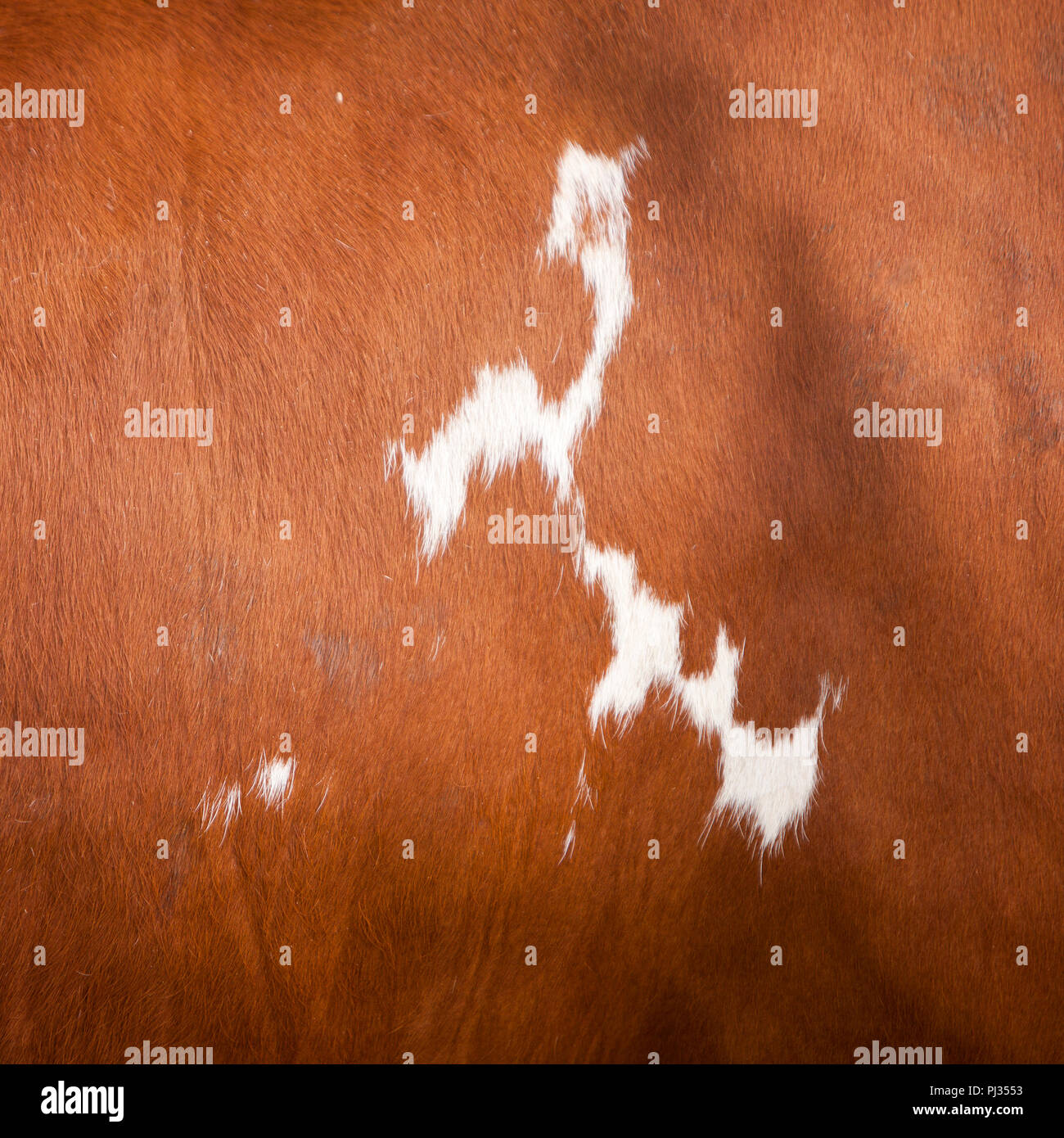 pattern on red and white hide on side of cow Stock Photo
