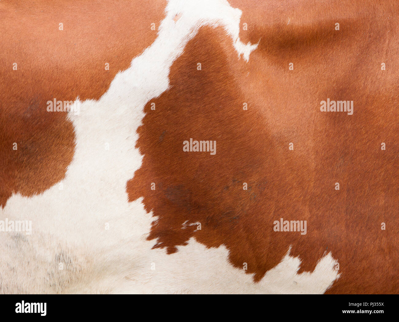 pattern on red and white hide on side of cow Stock Photo