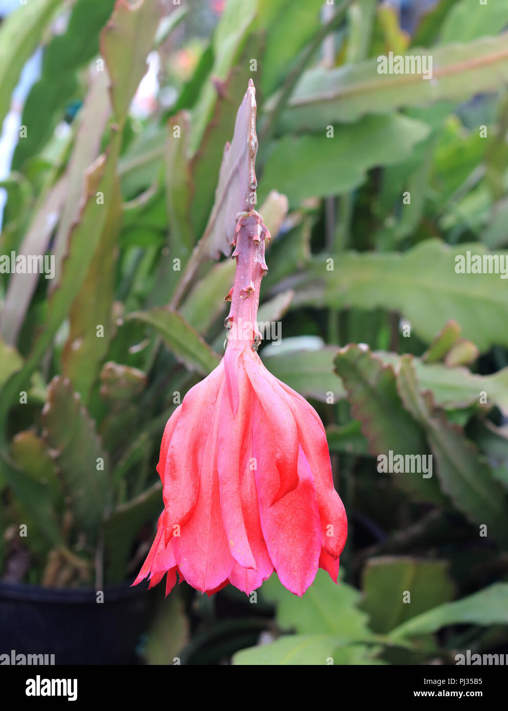 Close up of Epiphyllum or orchid cactus wilting flower Stock Photo