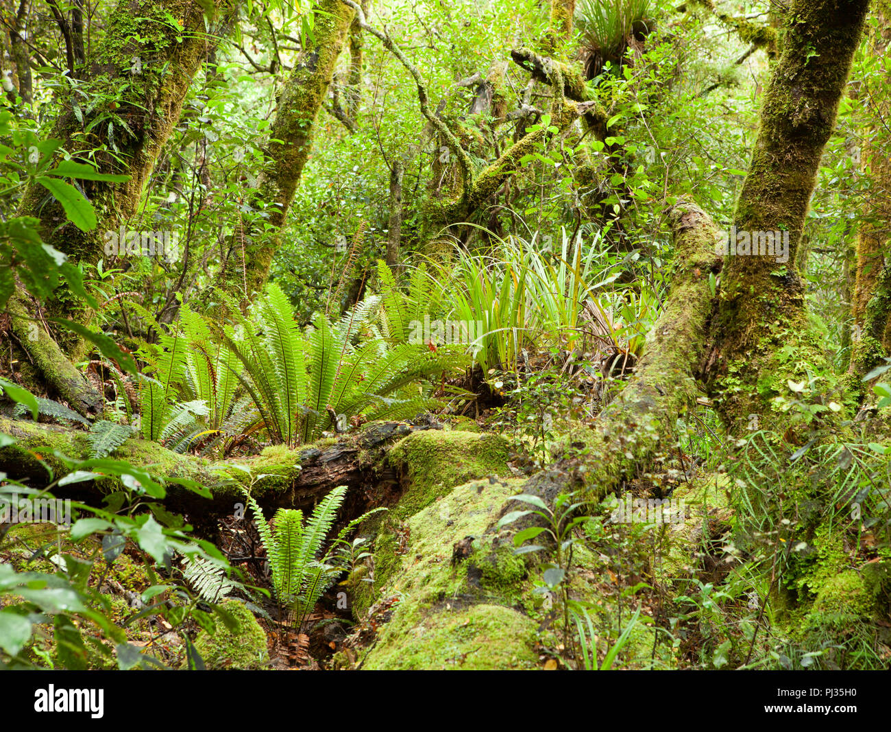 Temperate Rain Forest Te Urewera National Park North Island New Zealand Stock Photo Alamy