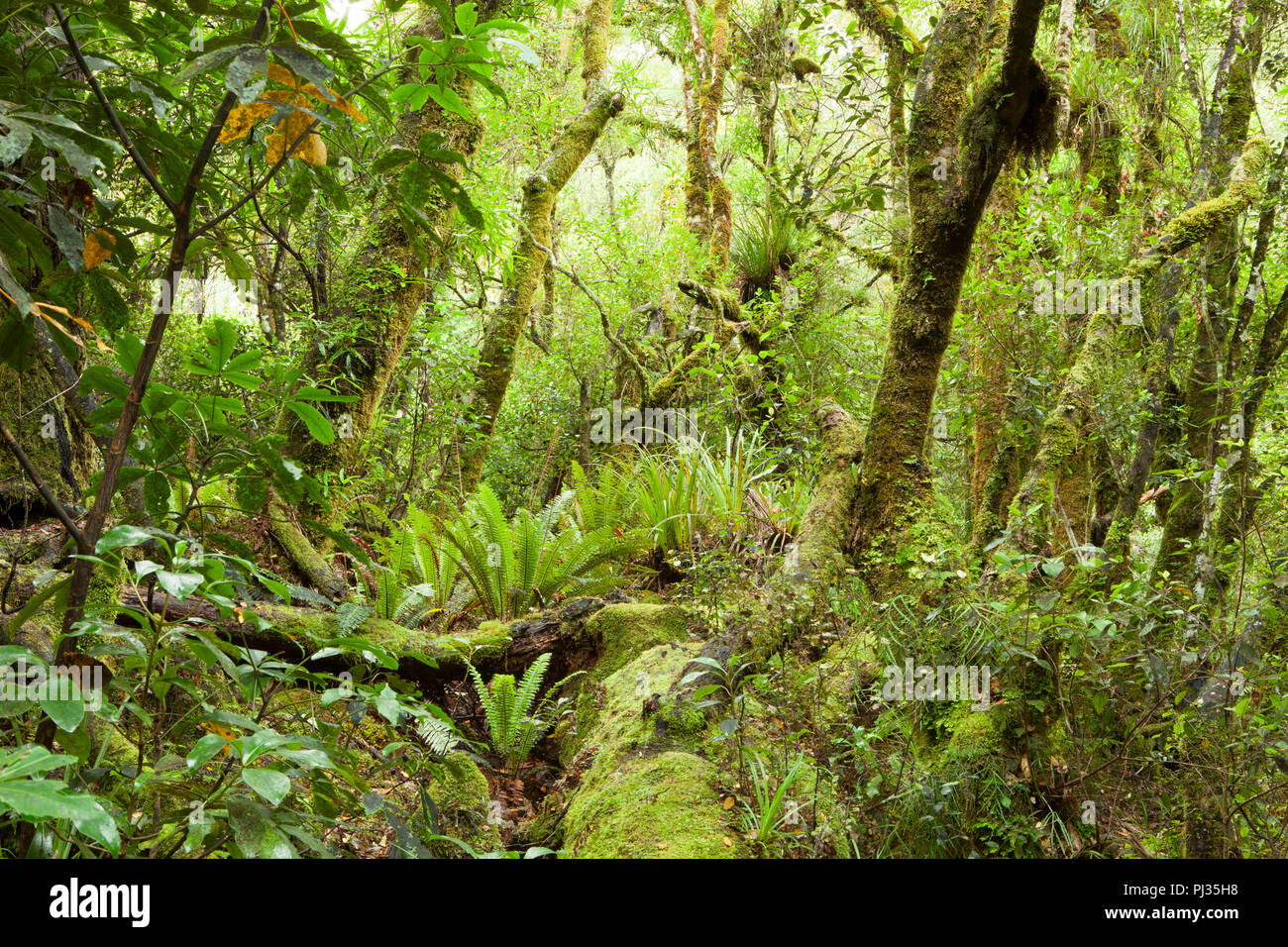 Temperate Rain Forest Te Urewera National Park North Island New Zealand Stock Photo Alamy
