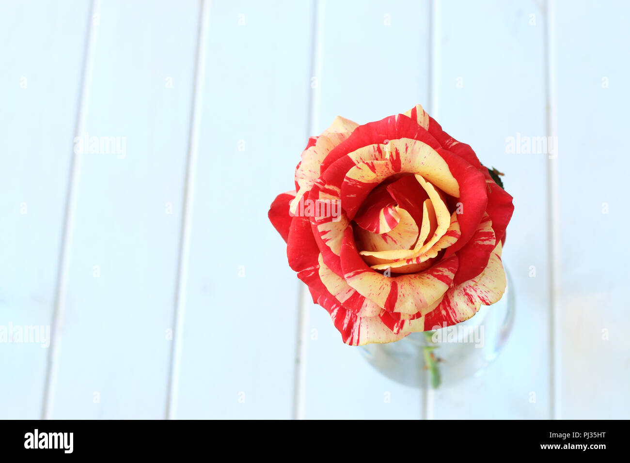 Close up of Raspberry Tiger Rose in full bloom isolated against white background Stock Photo