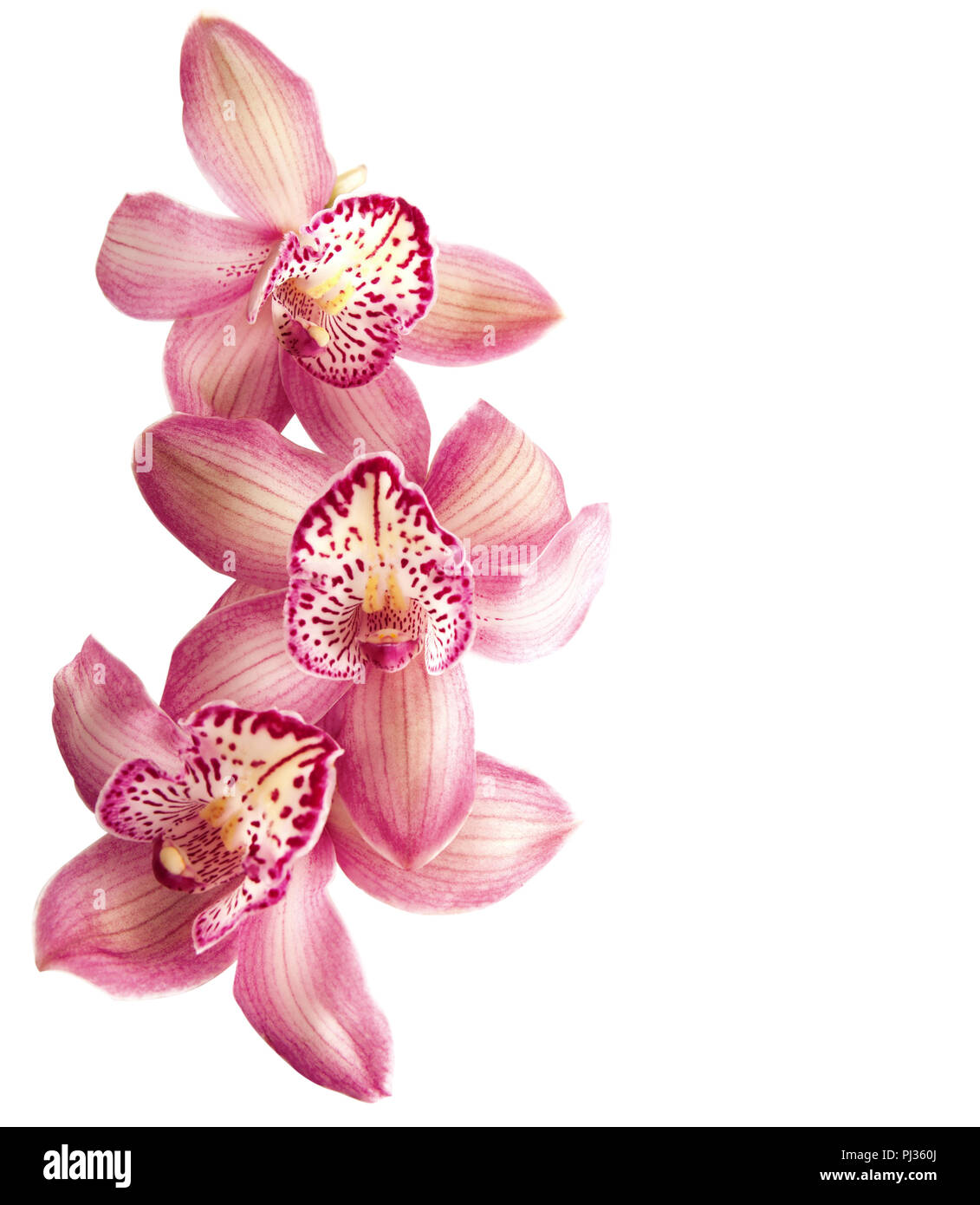 pink orchid isolated on white Stock Photo - Alamy