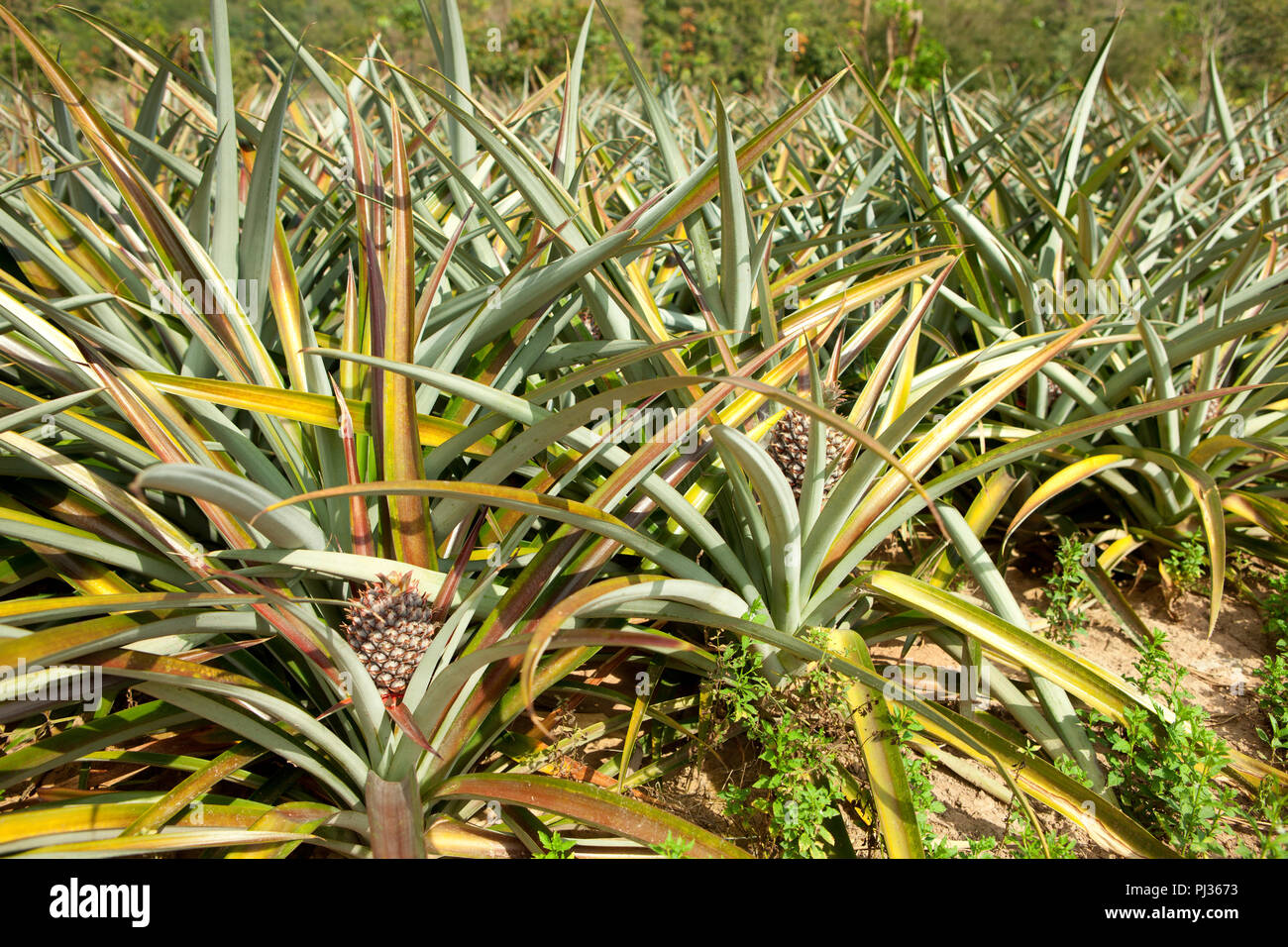 Pineapples culture hires stock photography and images Alamy