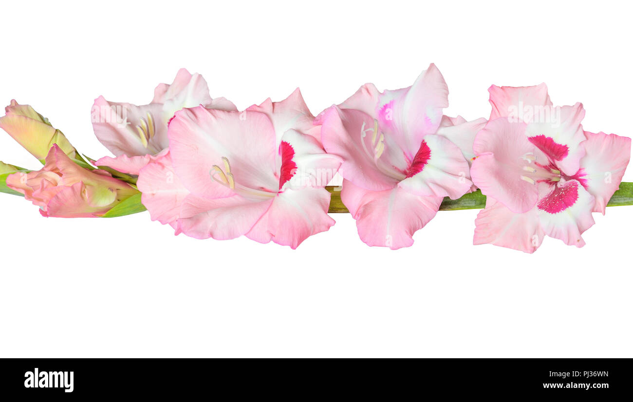 Single gentle pink with magenta gladiolus flower with wavy edges of