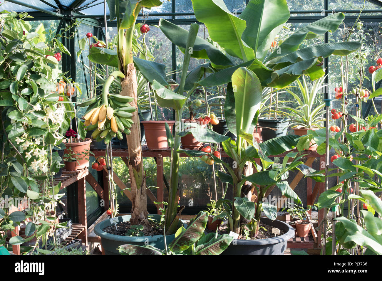 English bananas from Buckinghamshire, UK Stock Photo Alamy