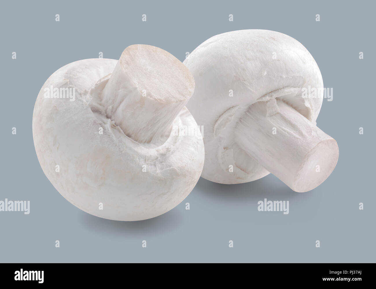 Two button mushroom champignon isolated on grey background for package design Stock Photo
