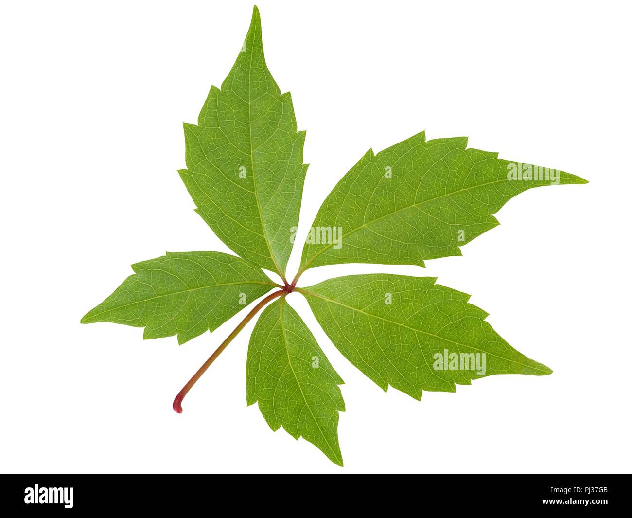Young green leaf isolated on white background Stock Photo