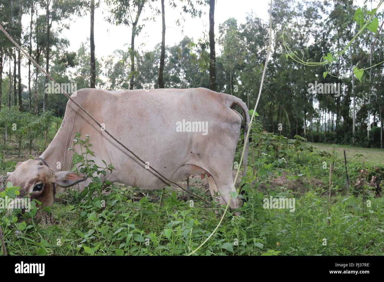 Brown and white cows in a grassy field on a bright and sunny day in The Bangladesh.Cows on a green field. Stock Photo