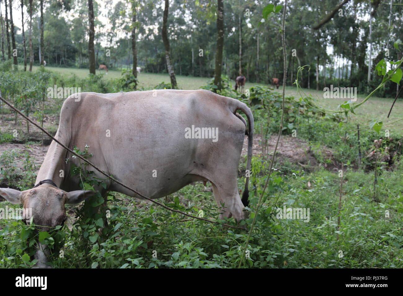 Brown and white cows in a grassy field on a bright and sunny day in The Bangladesh.Cows on a green field. Stock Photo