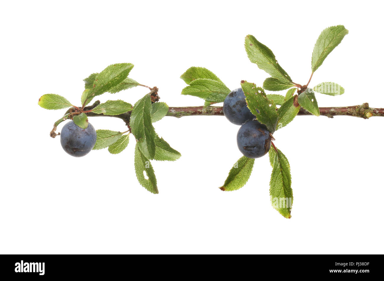 Blackthorn, Prunus spinosa, sloes and foliage isolated against white Stock Photo