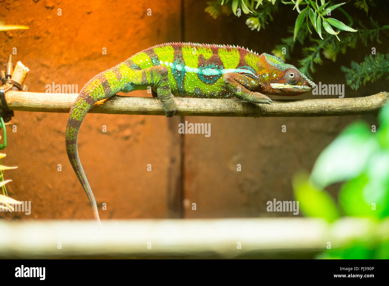 Kid Chameleon High Resolution Stock Photography And Images Alamy