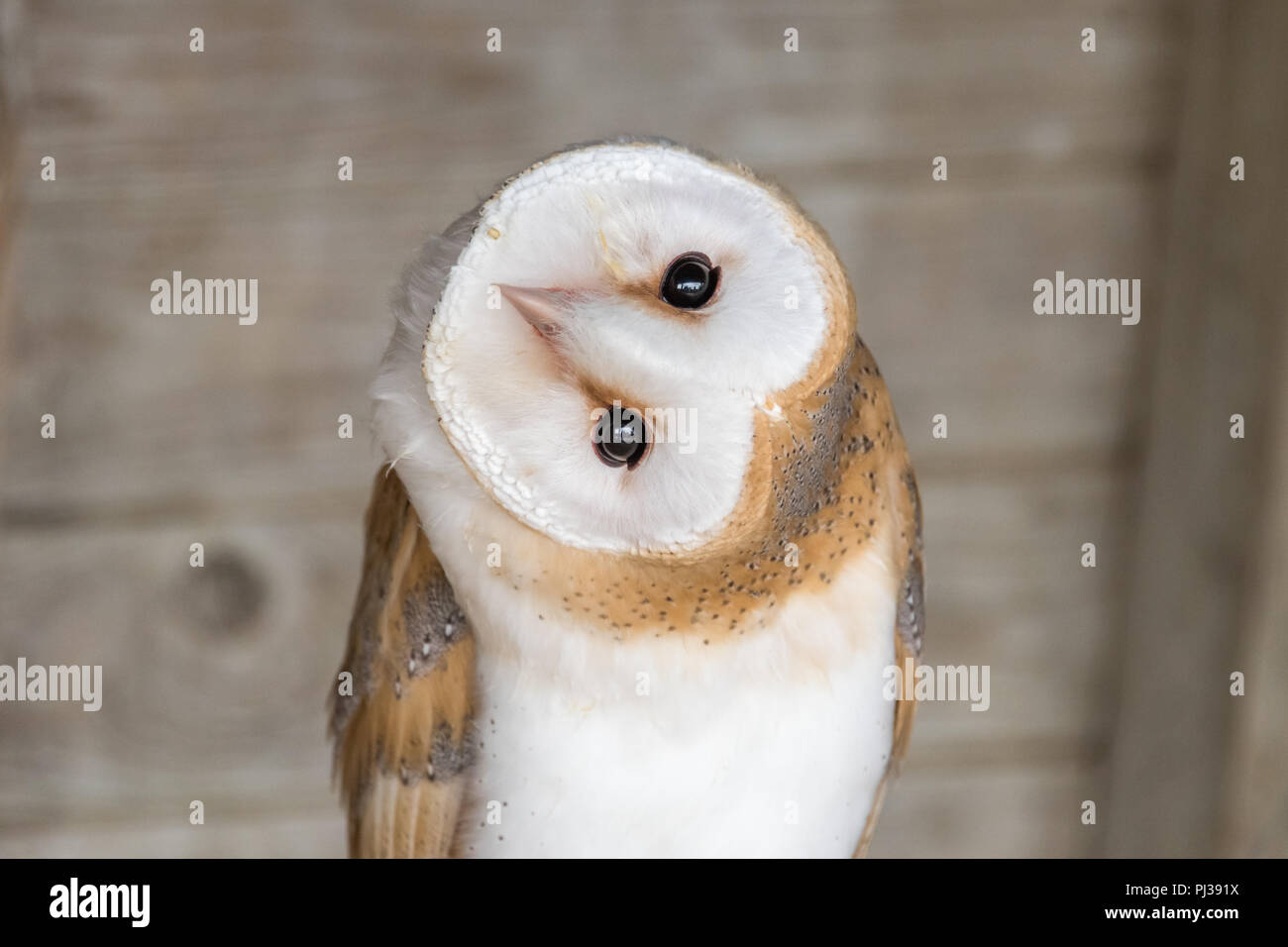 Barn Owl at falconry Stock Photo Alamy